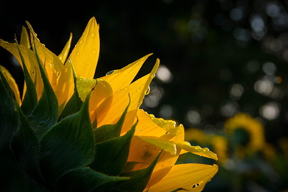 Sunflower sun kiss