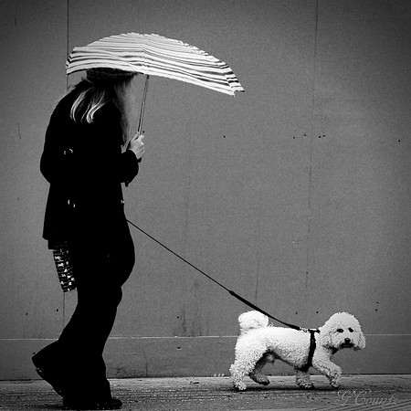 Lady Walking Dog, London